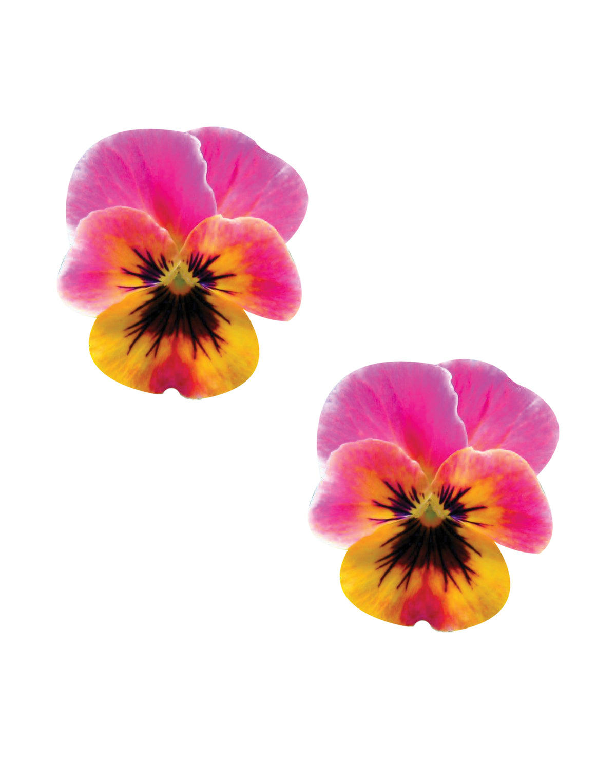 Neva Nude Flower Pansy Blacklight Pasties - Multicolor O/S by Neva Nude