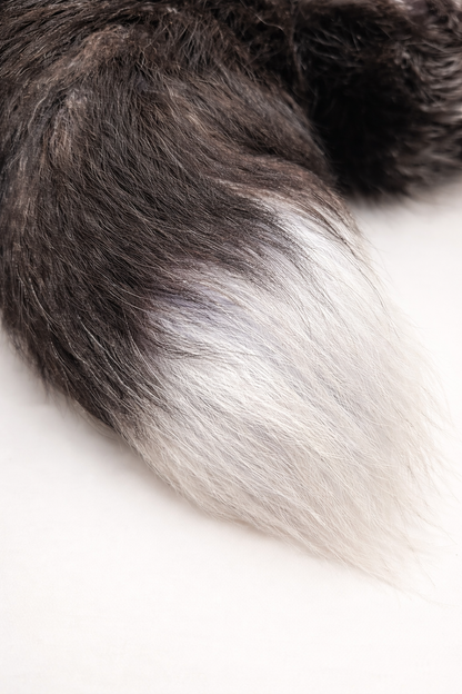 Real Super Fluffy Silver Fox Tail Butt Plug – Handmade 18” | Lisa’s Custom Leathercraft by Lisa's Custom Leathercraft & Repair
